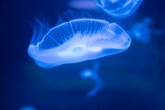 深海白色透明水母图片