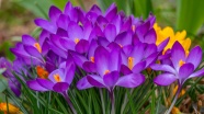 春天紫色藏红花朵图片