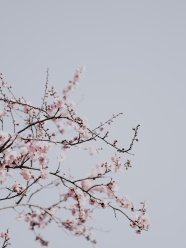 春天梅花盛开的图片