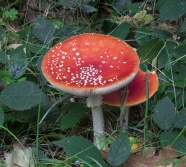 飞木耳毒菌菇图片