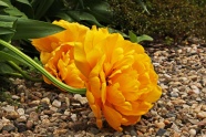 橙色牡丹花图片