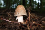 地面蘑菇朵图片