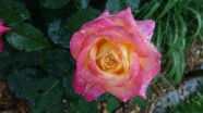 清晨玫瑰花朵图片