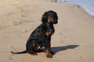 海滩黑色宠物狗图片