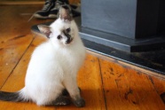 可爱白色宠物猫图片