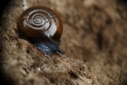 地面蜗牛爬行图片