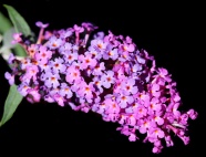 紫色五色梅小花朵图片