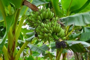香蕉林绿色香蕉图片