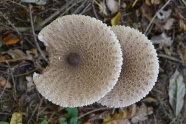 白色牛肝菌菇图片