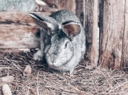 可爱萌萌哒兔子图片
