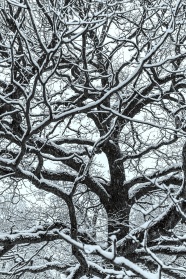 树木冬季雪景图片