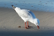 沙滩海鸥觅食图片