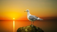 黄昏下的海鸥图片