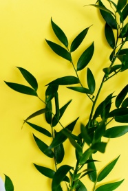 绿色植物黄色背景图片