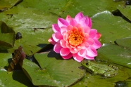池塘睡莲花花朵图片