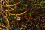 丛林蜘蛛网蜘蛛图片