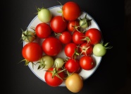 圆形小西红柿图片