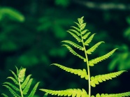 绿色野生蕨类植物图片