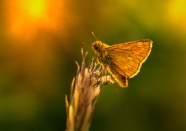 黄斑弄蝶图片