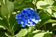 蓝色绣球花花朵图片