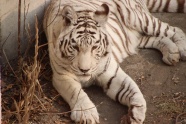 白色大老虎休息图片