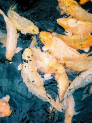 一群黄金锦鲤鱼图片