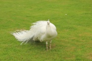 绿色草地白色孔雀图片