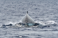 野生座头鲸图片