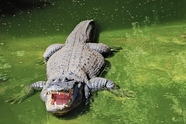 野生美洲鳄鱼图片