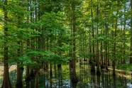 绿色生态林水中倒影图片