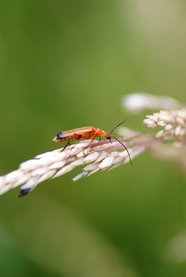 红黄软甲虫图片