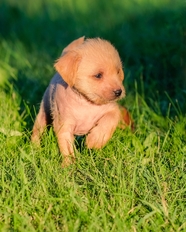 草地可爱拉布拉多幼犬图片