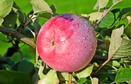 新鲜苹果树红富士苹果图片