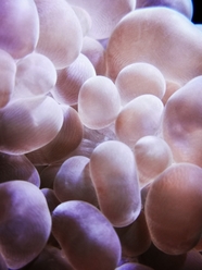 海藻类细胞图片