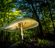 绿色树林开伞蘑菇图片