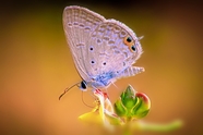 唯美彩色蛱蝶图片
