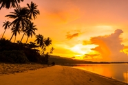 黄昏海岸沙滩椰子树图片