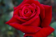 红色妖娆艳丽玫瑰花图片