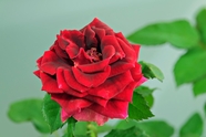 妖娆红玫瑰花开图片