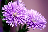 紫色翠菊微距特写摄影图片