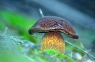 高清硕大野生蘑菇图片