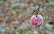 冬天霜冻的苹果图片