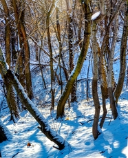 冬季雪地树木摄影图片