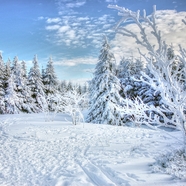 寒冬雪树银花美景图片