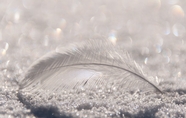 落在雪地上的白色羽毛图片
