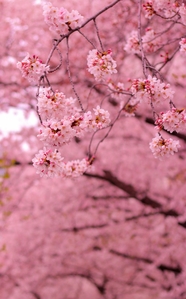 春天上野公园樱花美景图片