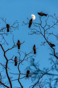 一群乌鸦站在树枝上图片