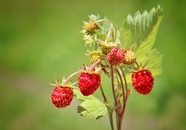 夏天野生树莓图片