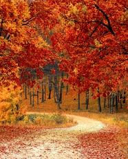 秋天红色枫树林风景图片