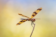 蜻蜓目昆虫图片
